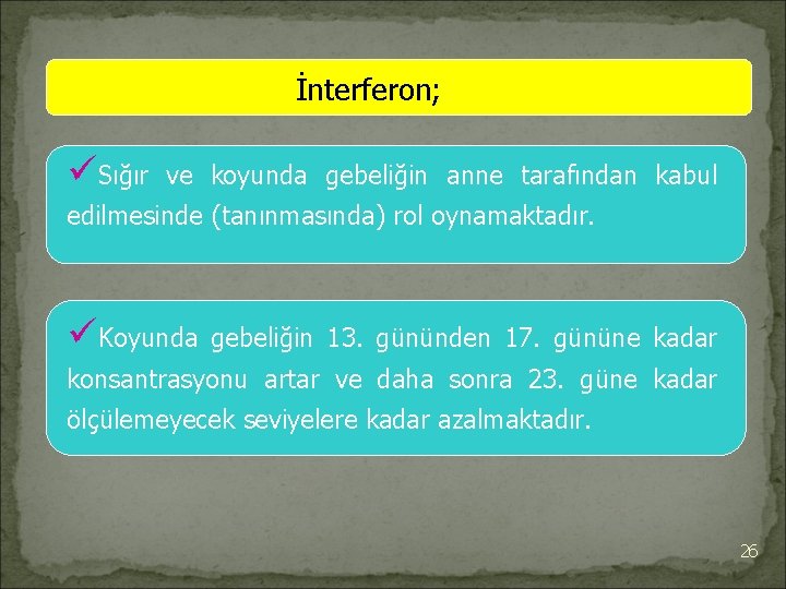 İnterferon; üSığır ve koyunda gebeliğin anne tarafından kabul edilmesinde (tanınmasında) rol oynamaktadır. üKoyunda gebeliğin