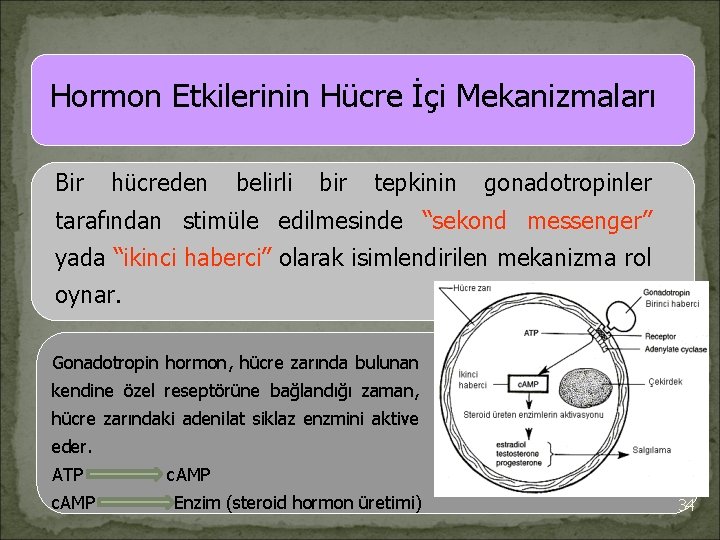 Hormon Etkilerinin Hücre İçi Mekanizmaları Bir hücreden belirli bir tepkinin gonadotropinler tarafından stimüle edilmesinde