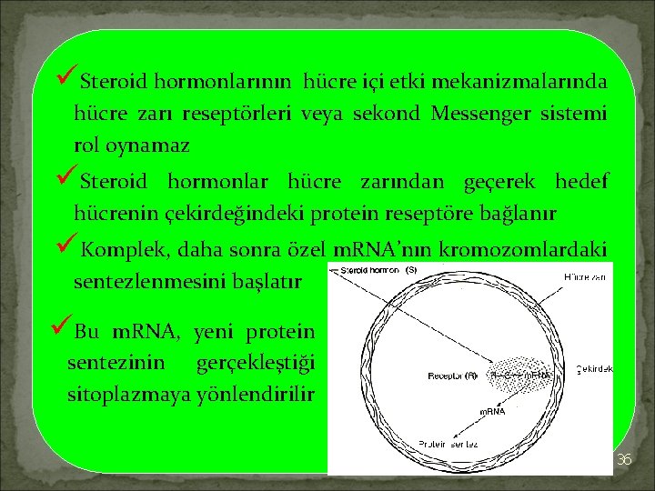 üSteroid hormonlarının hücre içi etki mekanizmalarında hücre zarı reseptörleri veya sekond Messenger sistemi rol