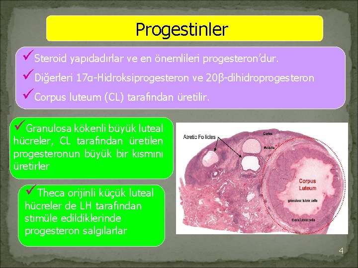 Progestinler üSteroid yapıdadırlar ve en önemlileri progesteron’dur. üDiğerleri 17α-Hidroksiprogesteron ve 20β-dihidroprogesteron üCorpus luteum (CL)