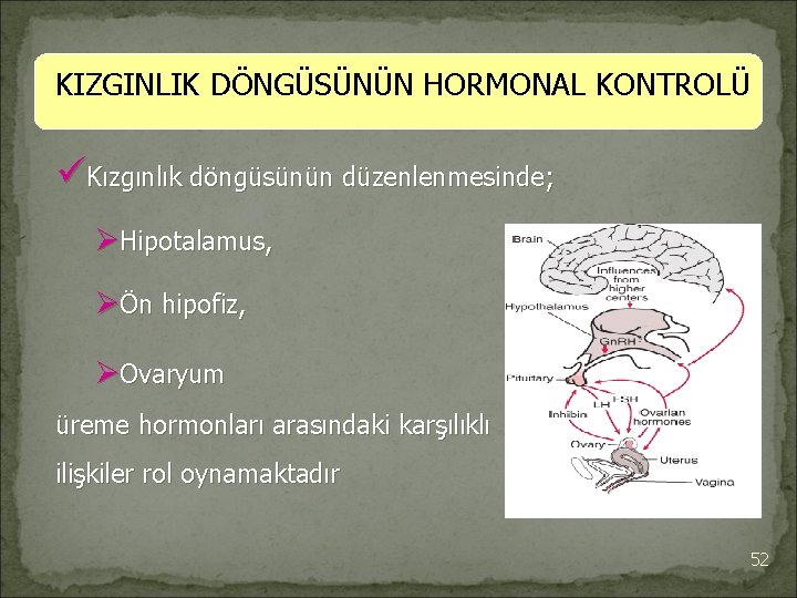 KIZGINLIK DÖNGÜSÜNÜN HORMONAL KONTROLÜ üKızgınlık döngüsünün düzenlenmesinde; ØHipotalamus, ØÖn hipofiz, ØOvaryum üreme hormonları arasındaki