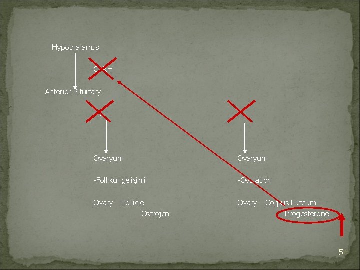 Hypothalamus Gn. RH Anterior Pituitary FSH LH Ovaryum -Föllikül gelişimi -Ovulation Ovary – Follicle