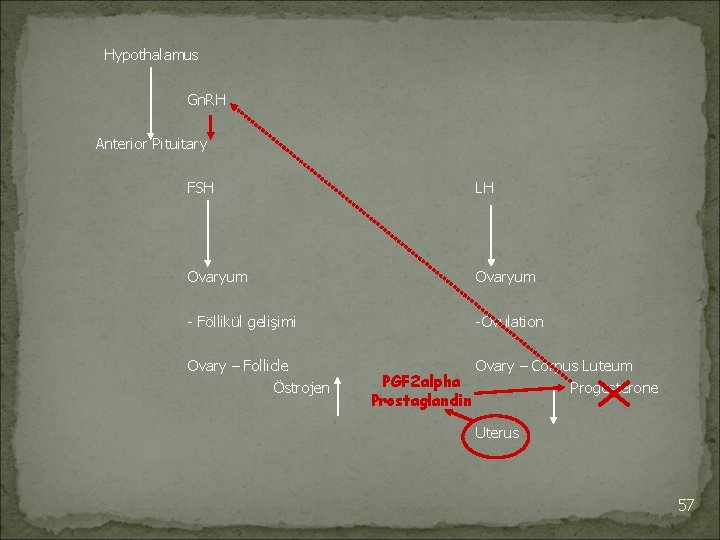 Hypothalamus Gn. RH Anterior Pituitary FSH LH Ovaryum - Föllikül gelişimi -Ovulation Ovary –