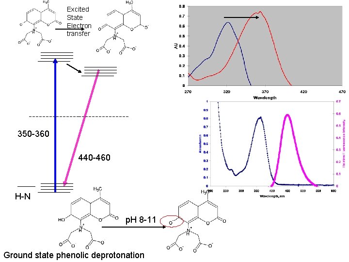 Excited State Electron transfer 350 -360 440 -460 H-N p. H 8 -11 Ground