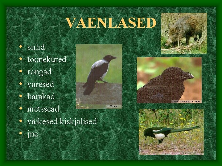 VAENLASED • • siilid toonekured rongad varesed harakad metssead väikesed kiskjalised jne 