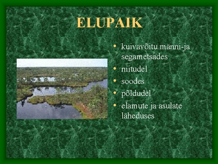 ELUPAIK • kuivavõitu männi-ja • • segametsades niitudel soodes põldudel elamute ja asulate läheduses