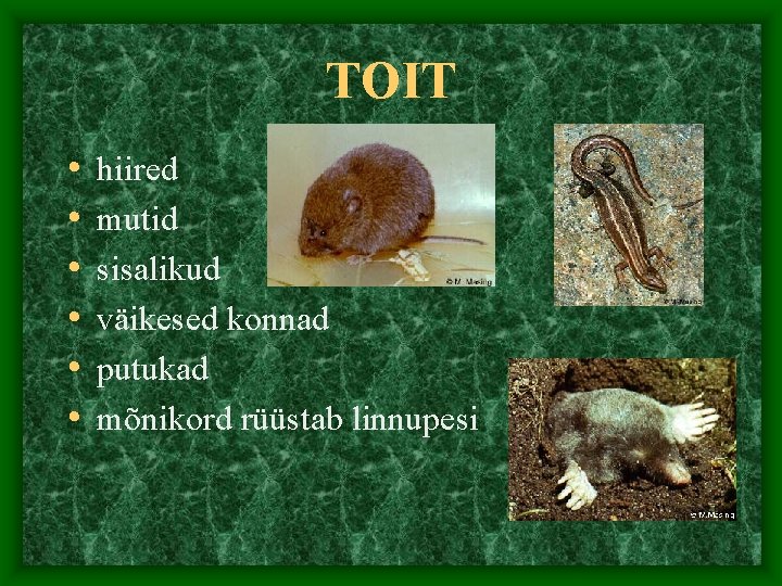 TOIT • • • hiired mutid sisalikud väikesed konnad putukad mõnikord rüüstab linnupesi 