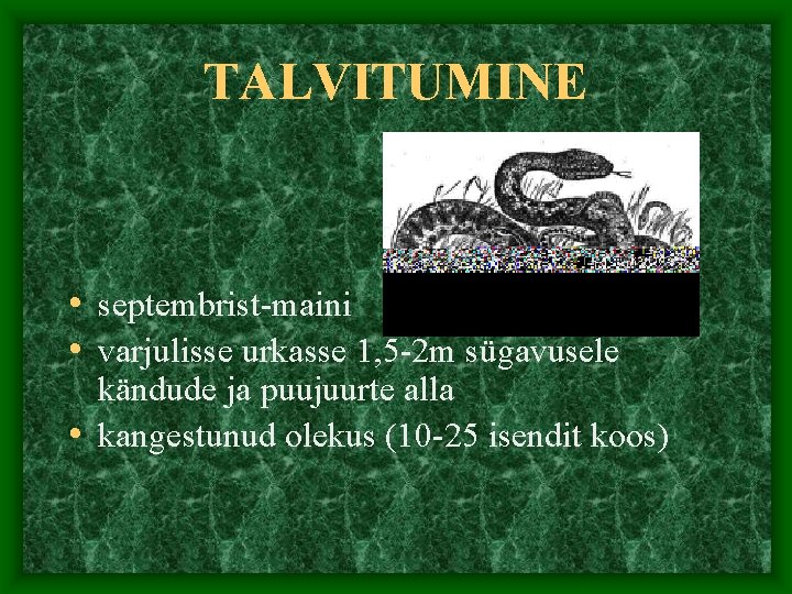 TALVITUMINE • septembrist-maini • varjulisse urkasse 1, 5 -2 m sügavusele kändude ja puujuurte