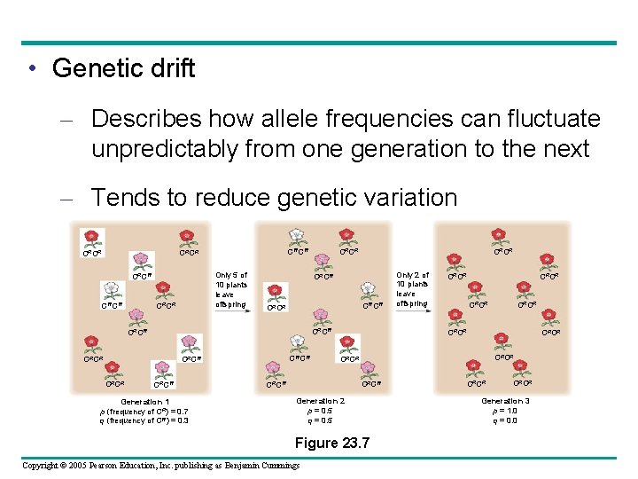 • Genetic drift – Describes how allele frequencies can fluctuate unpredictably from one