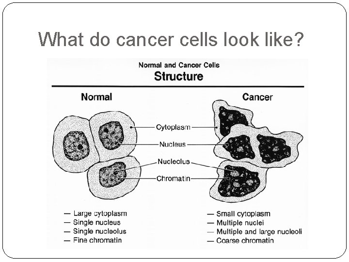 What do cancer cells look like? 