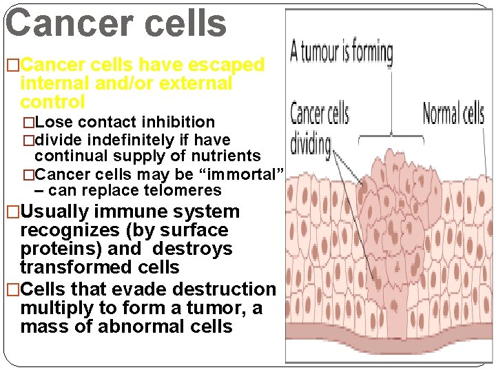 Cancer cells �Cancer cells have escaped internal and/or external control �Lose contact inhibition �divide