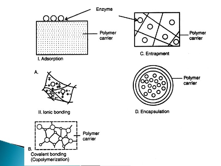 Enzyme Immobilization 