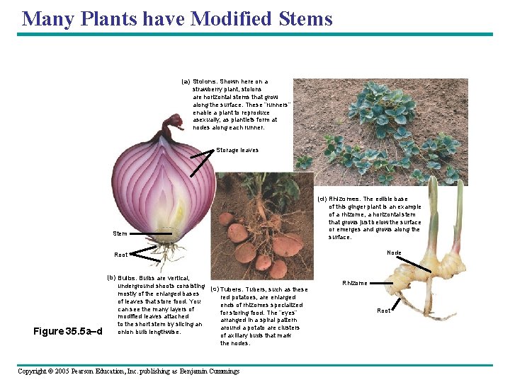 Many Plants have Modified Stems (a) Stolons. Shown here on a strawberry plant, stolons