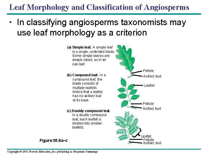 Leaf Morphology and Classification of Angiosperms • In classifying angiosperms taxonomists may use leaf