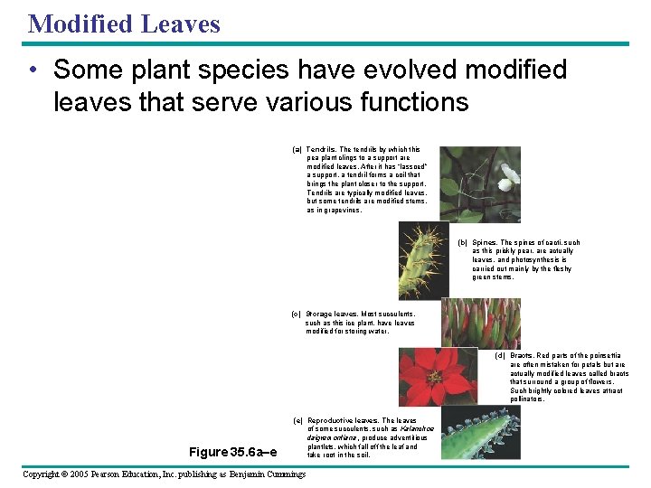 Modified Leaves • Some plant species have evolved modified leaves that serve various functions