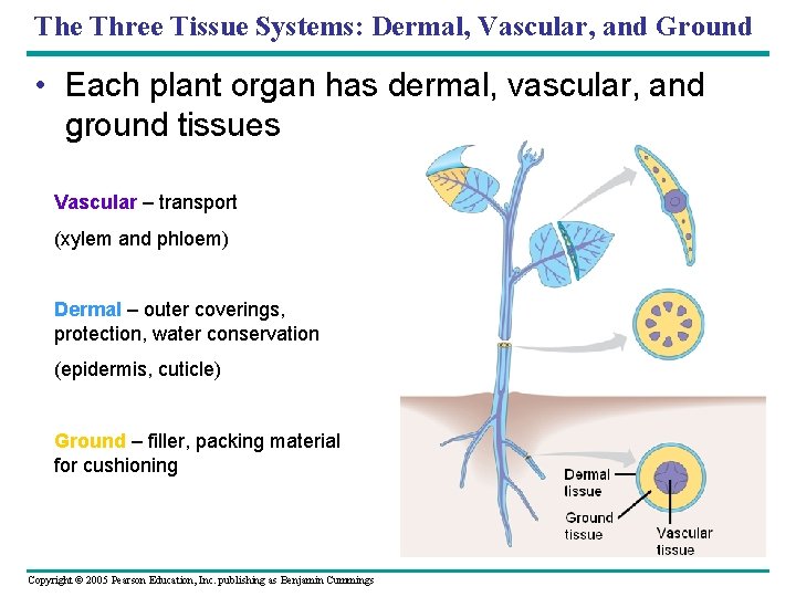 The Three Tissue Systems: Dermal, Vascular, and Ground • Each plant organ has dermal,