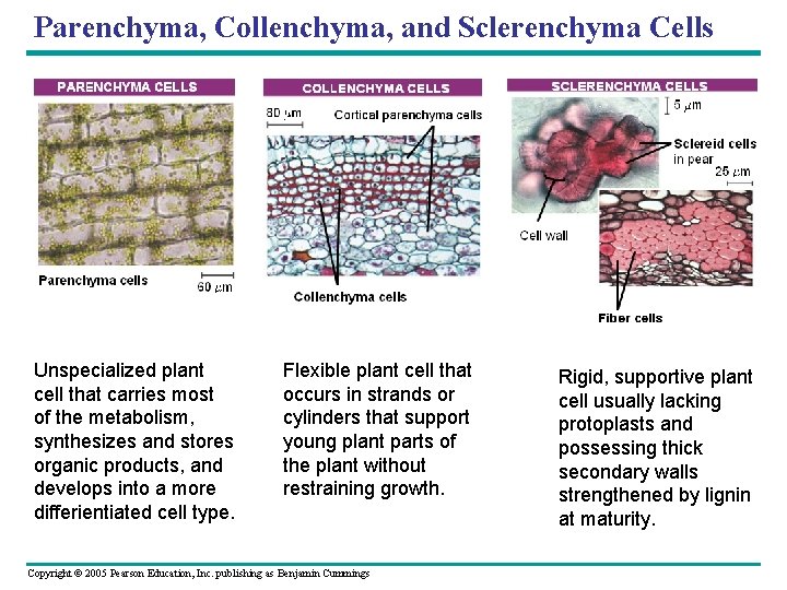 Parenchyma, Collenchyma, and Sclerenchyma Cells Unspecialized plant cell that carries most of the metabolism,