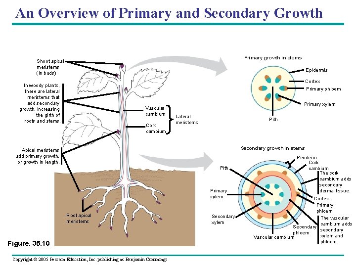 An Overview of Primary and Secondary Growth Primary growth in stems Shoot apical meristems