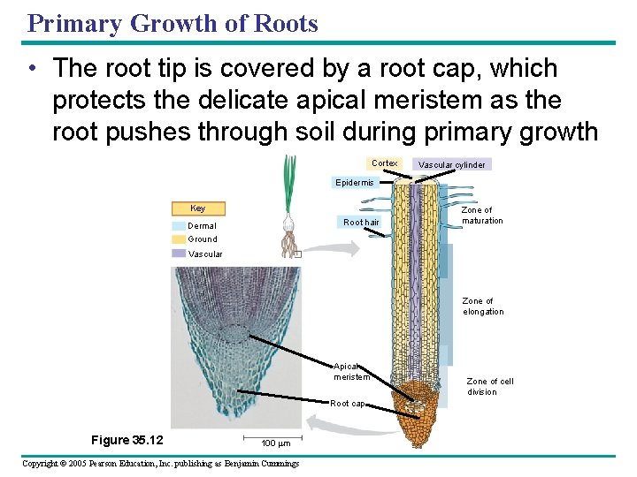 Primary Growth of Roots • The root tip is covered by a root cap,