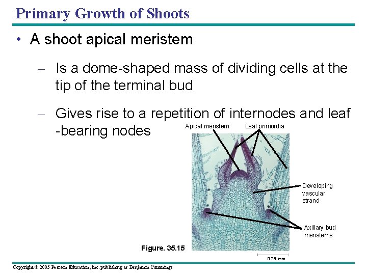 Primary Growth of Shoots • A shoot apical meristem – Is a dome-shaped mass