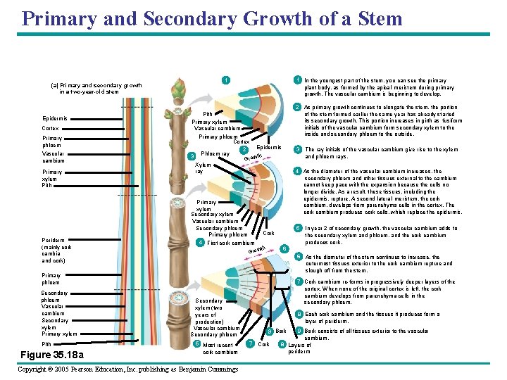 Primary and Secondary Growth of a Stem (a) Primary and secondary growth in a