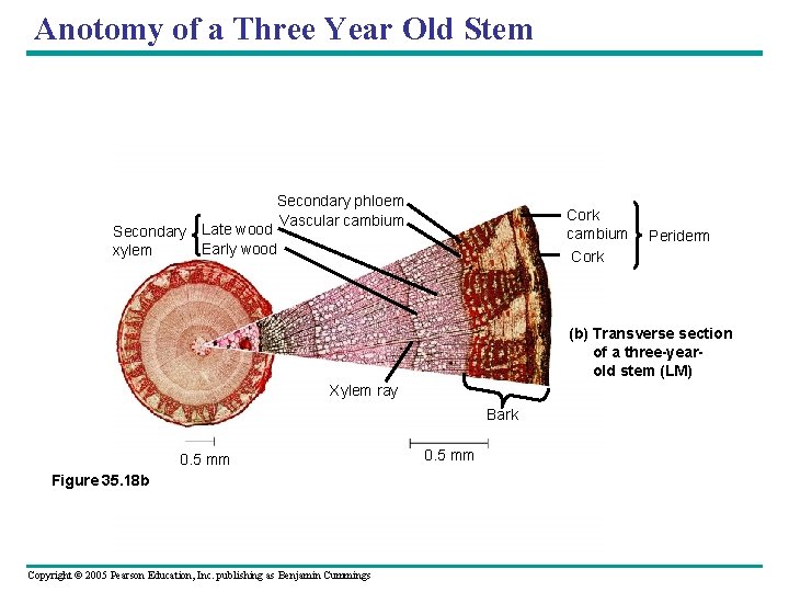 Anotomy of a Three Year Old Stem Secondary phloem Vascular cambium Cork Secondary Late