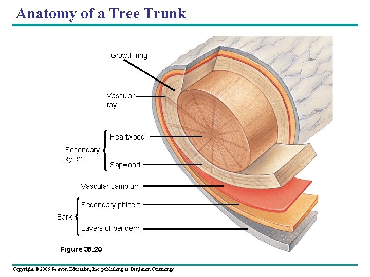 Anatomy of a Tree Trunk Growth ring Vascular ray Heartwood Secondary xylem Sapwood Vascular