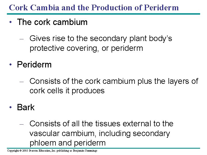 Cork Cambia and the Production of Periderm • The cork cambium – Gives rise