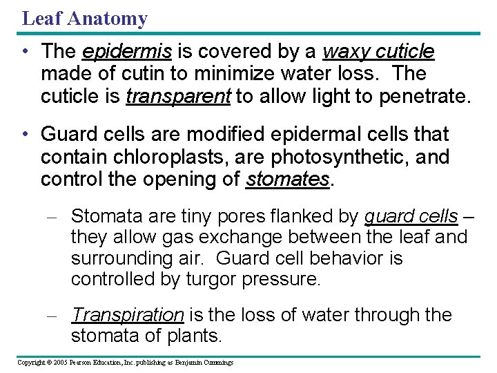 Leaf Anatomy • The epidermis is covered by a waxy cuticle made of cutin