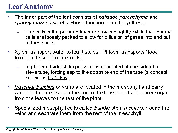 Leaf Anatomy • The inner part of the leaf consists of palisade parenchyma and