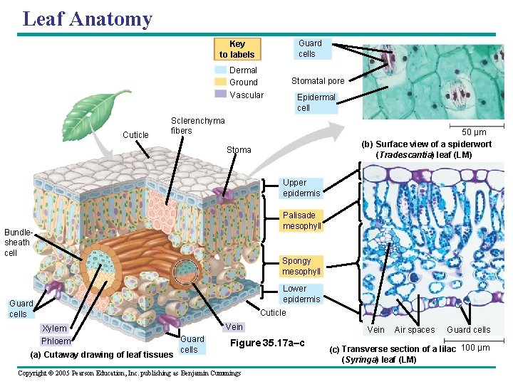 Leaf Anatomy Guard cells Key to labels Dermal Ground Stomatal pore Vascular Cuticle Epidermal