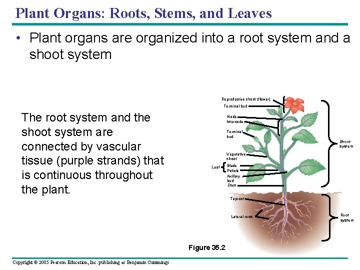 Plant Organs: Roots, Stems, and Leaves • Plant organs are organized into a root