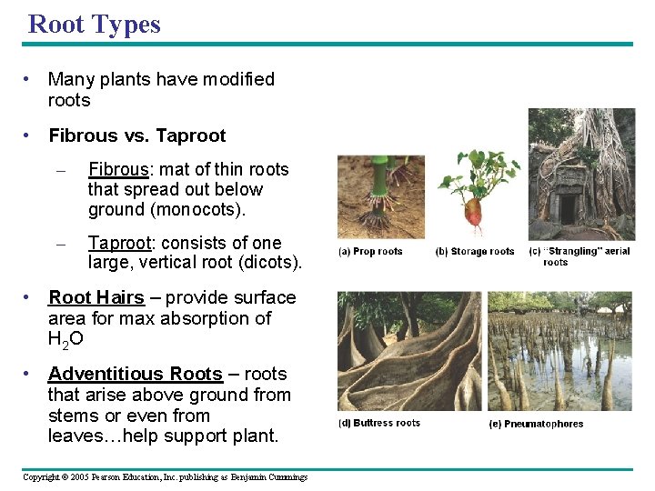 Root Types • Many plants have modified roots • Fibrous vs. Taproot – Fibrous: