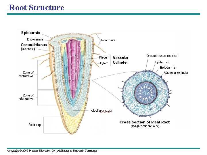 Root Structure Copyright © 2005 Pearson Education, Inc. publishing as Benjamin Cummings 