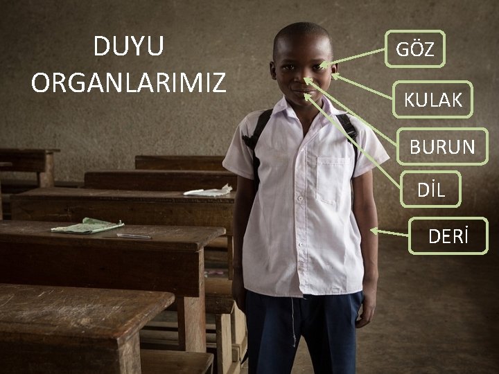 DUYU ORGANLARIMIZ GÖZ KULAK BURUN DİL DERİ 