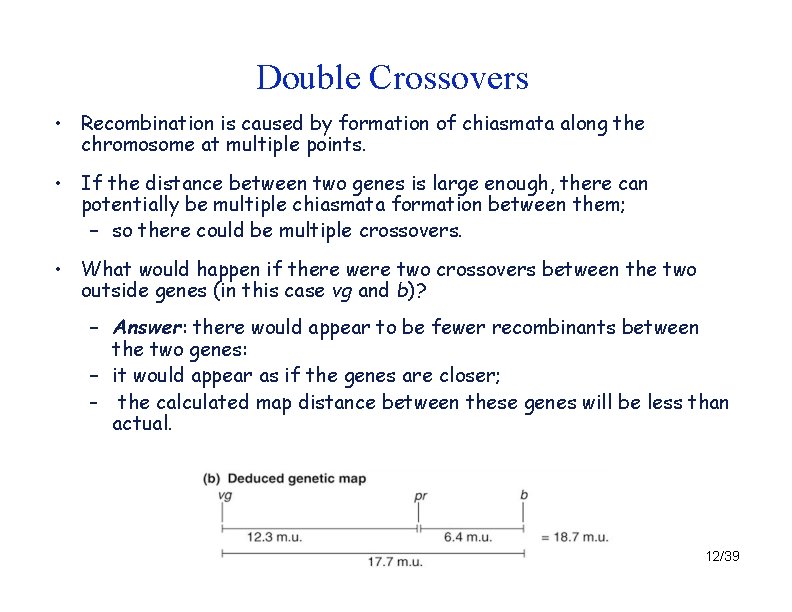 Double Crossovers • Recombination is caused by formation of chiasmata along the chromosome at