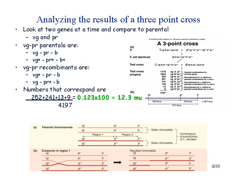 Analyzing the results of a three point cross • Look at two genes at