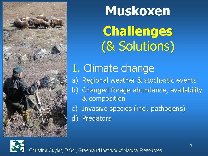 Muskoxen Challenges (& Solutions) 1. Climate change a) Regional weather & stochastic events b)