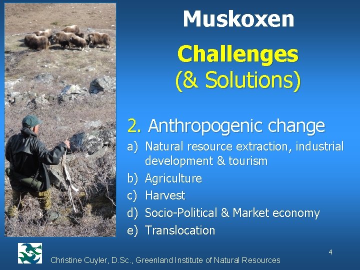 Muskoxen Challenges (& Solutions) 2. Anthropogenic change a) Natural resource extraction, industrial development &