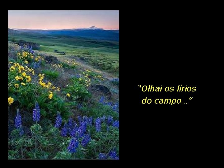 “Olhai os lírios do campo…” 