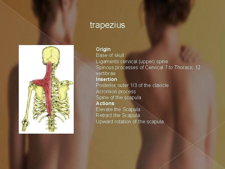 trapezius Origin Base of skull Ligaments cervical (upper) spine Spinous processes of Cervical 7