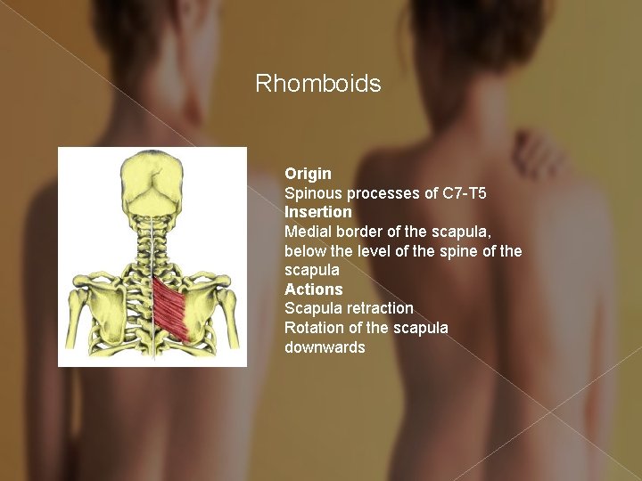 Rhomboids Origin Spinous processes of C 7 -T 5 Insertion Medial border of the