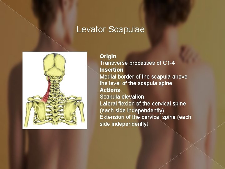 Levator Scapulae Origin Transverse processes of C 1 -4 Insertion Medial border of the