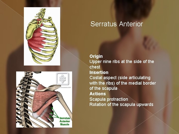 Serratus Anterior Origin Upper nine ribs at the side of the chest Insertion Costal