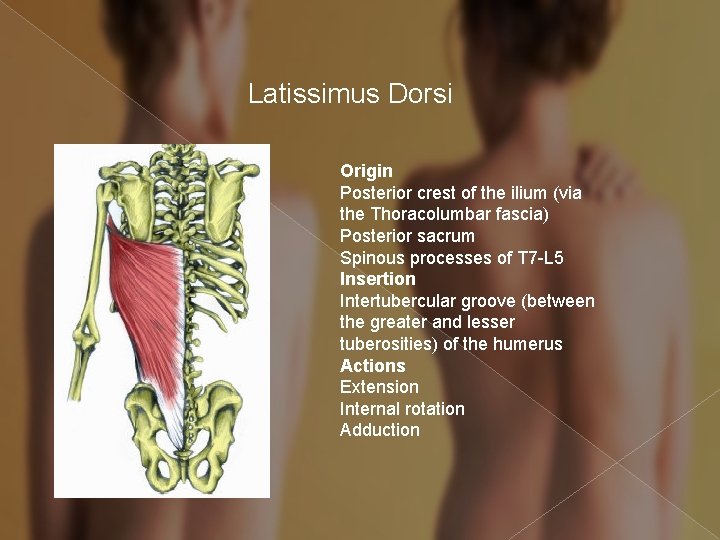 Latissimus Dorsi Origin Posterior crest of the ilium (via the Thoracolumbar fascia) Posterior sacrum
