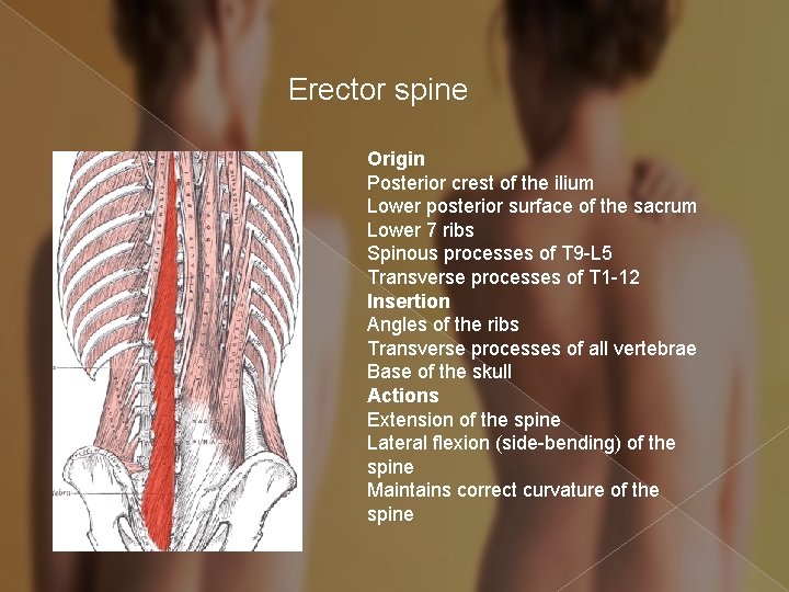 Erector spine Origin Posterior crest of the ilium Lower posterior surface of the sacrum
