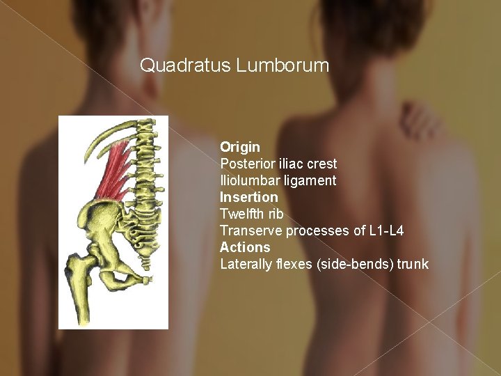 Quadratus Lumborum Origin Posterior iliac crest Iliolumbar ligament Insertion Twelfth rib Transerve processes of
