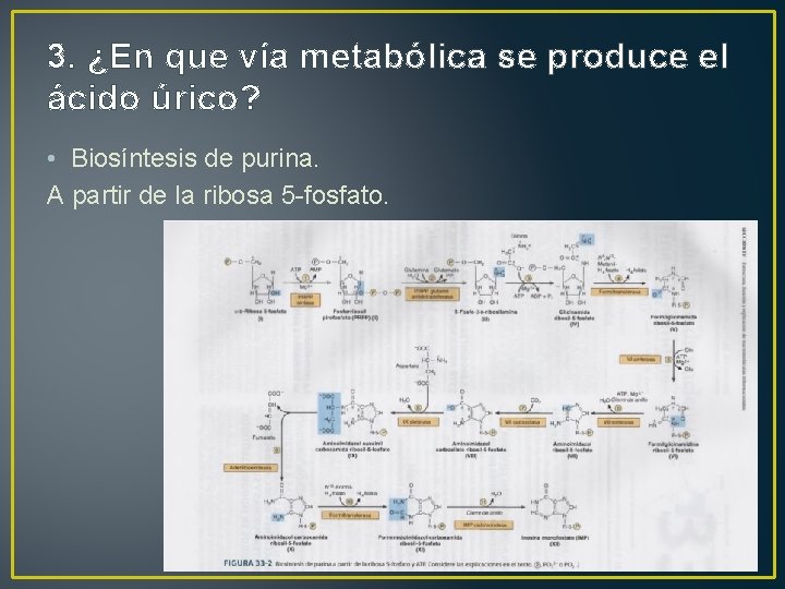 3. ¿En que vía metabólica se produce el ácido úrico? • Biosíntesis de purina.