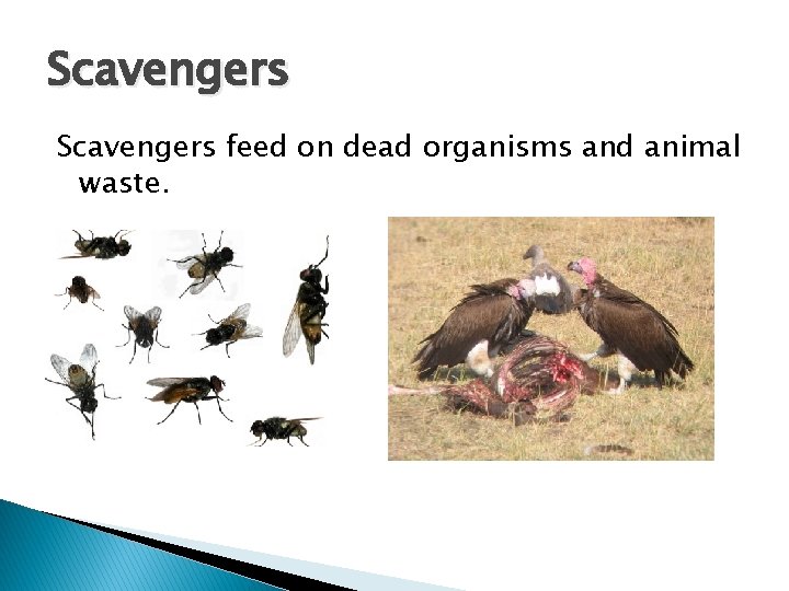 Scavengers feed on dead organisms and animal waste. Scavengers feed on dead organisms and animal waste.