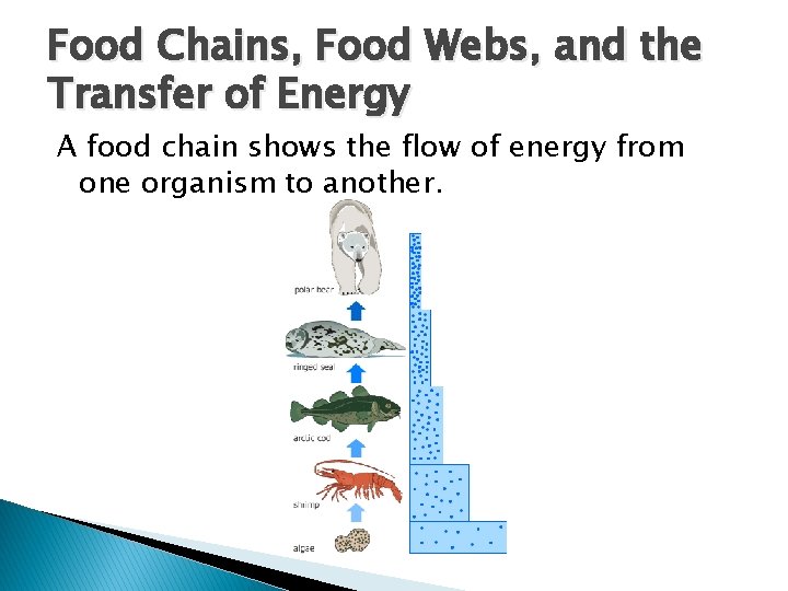 Food Chains, Food Webs, and the Transfer of Energy A food chain shows the Food Chains, Food Webs, and the Transfer of Energy A food chain shows the